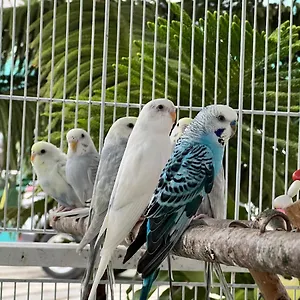  Apartamento B-5 Aprt. Tipo Sonidos De Aves.